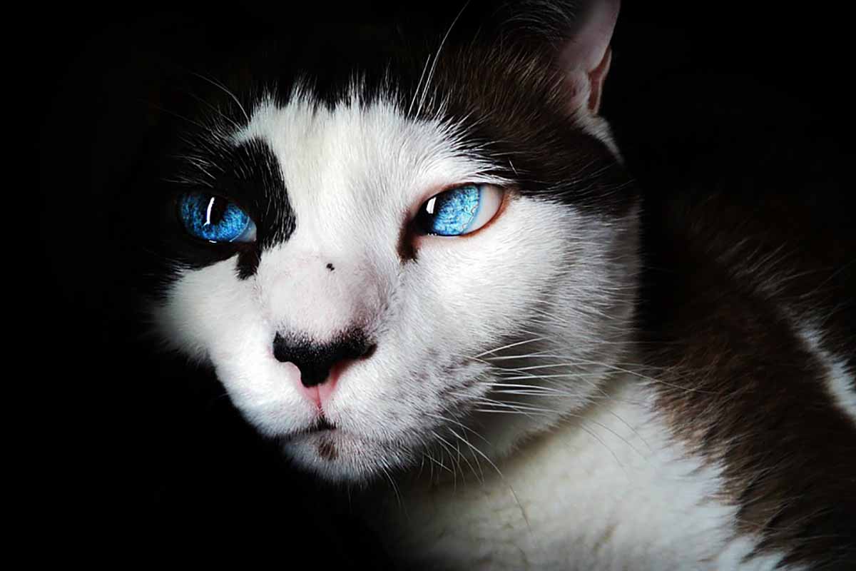La Mycose Du Chat Explication Et Traitement