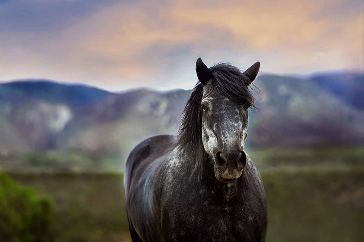 tondre-cheval