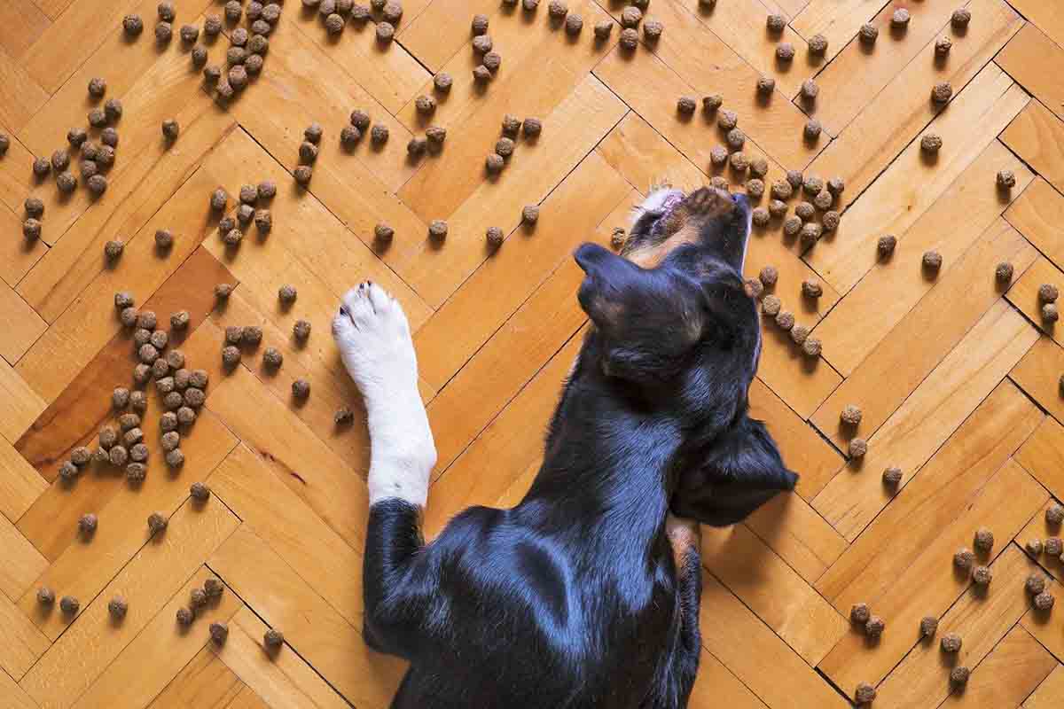 croquette-chien