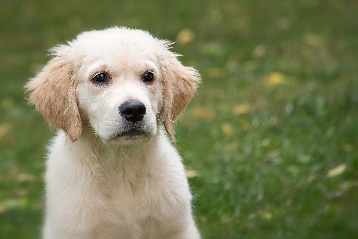 golden-retriever