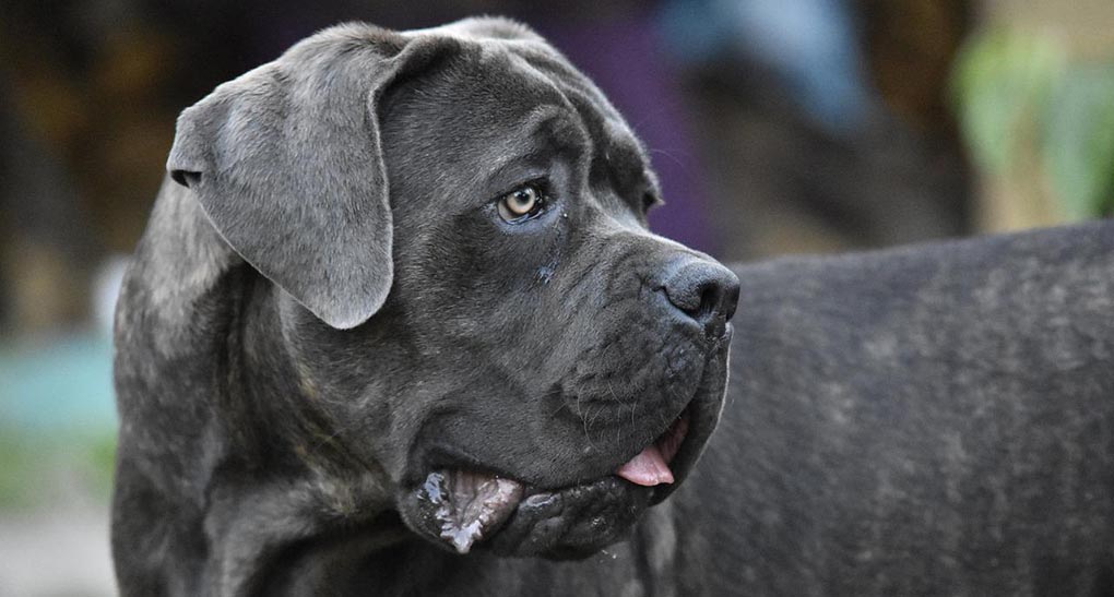 cane-corso