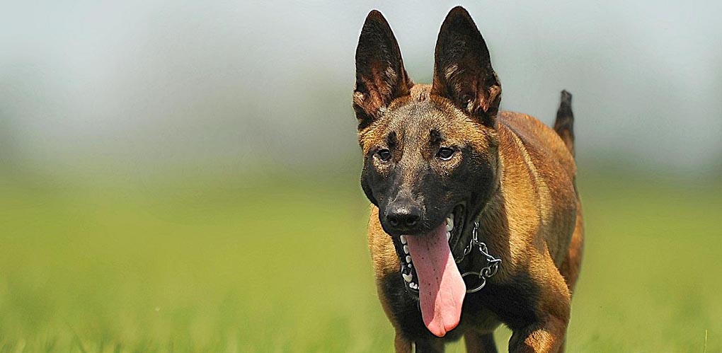 malinois