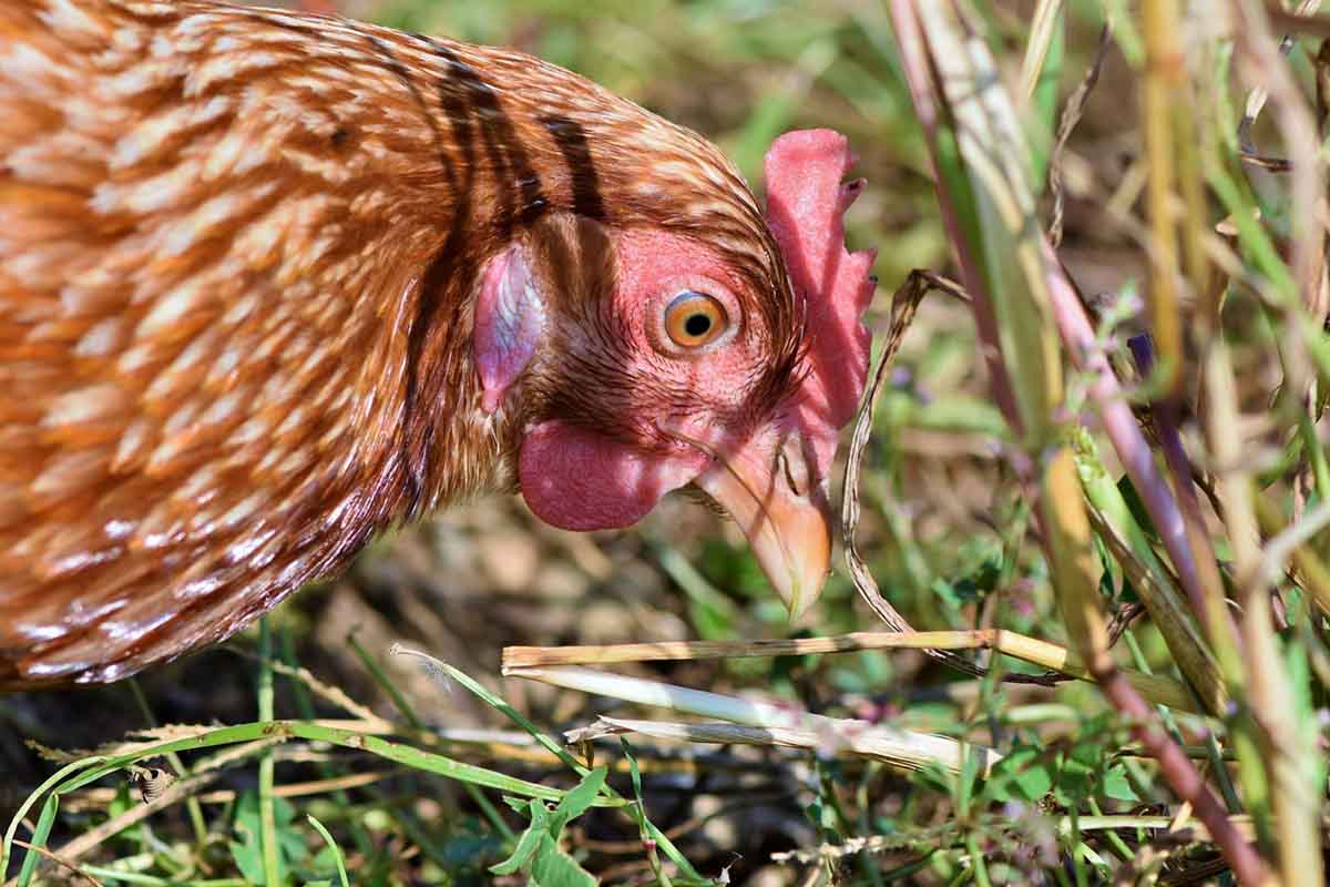 alimentation-poule