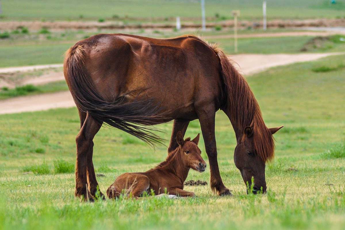 reglementation-abri-chevaux