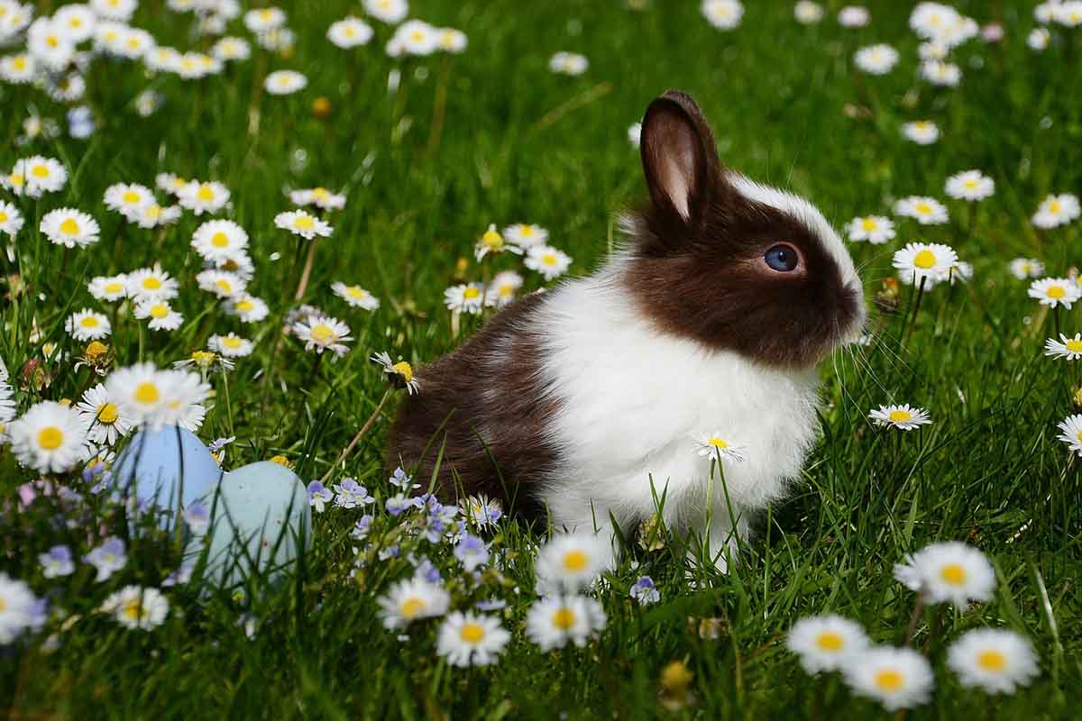 lapin-heureux