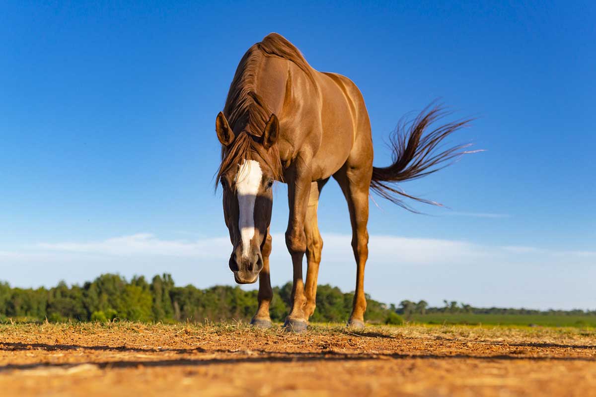 abri-cheval-bache