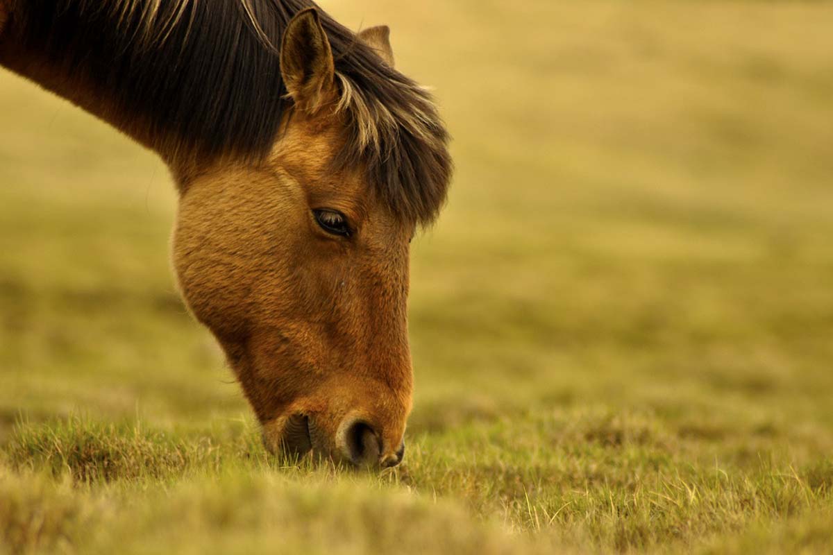 abri-chevaux-occasion