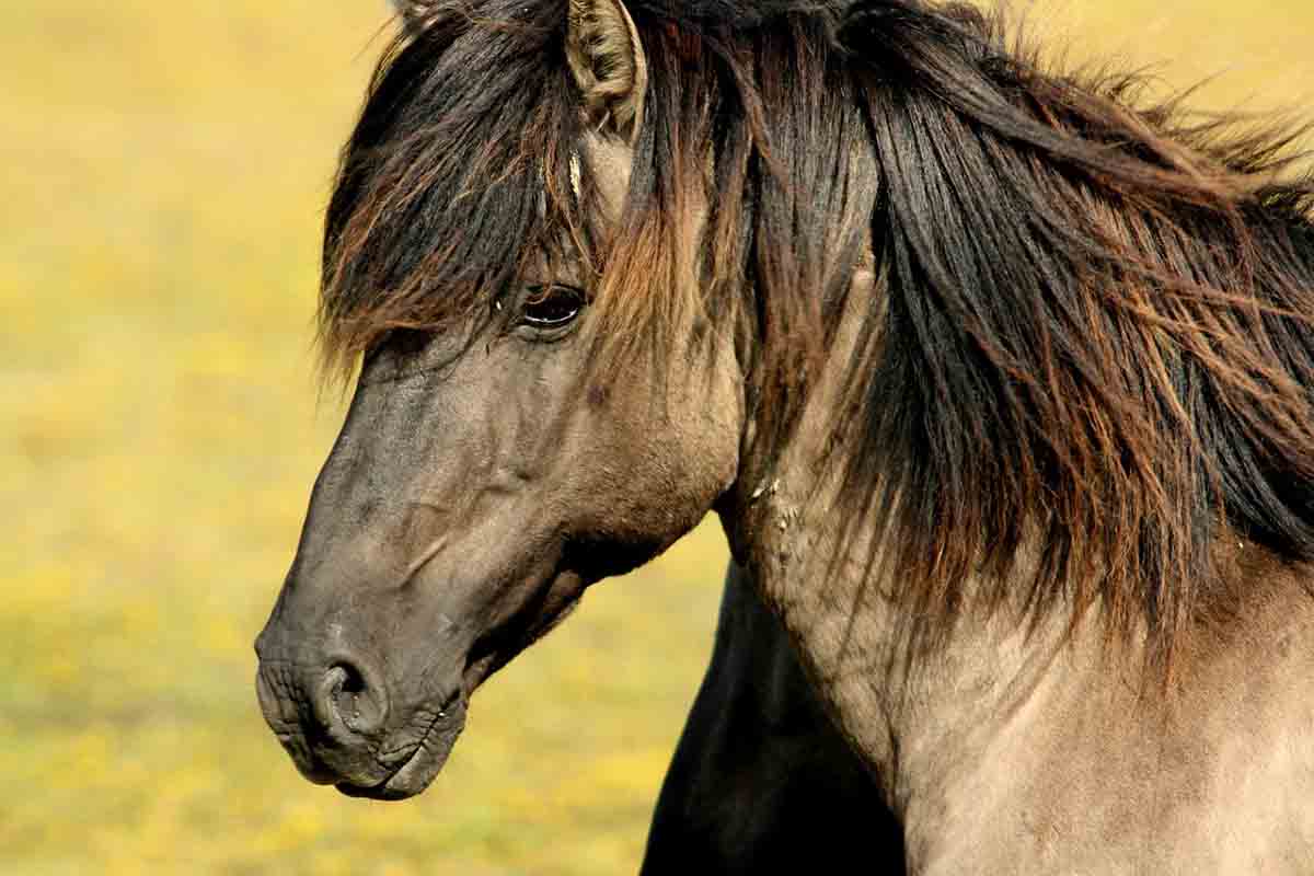 bienfait-abri-cheval