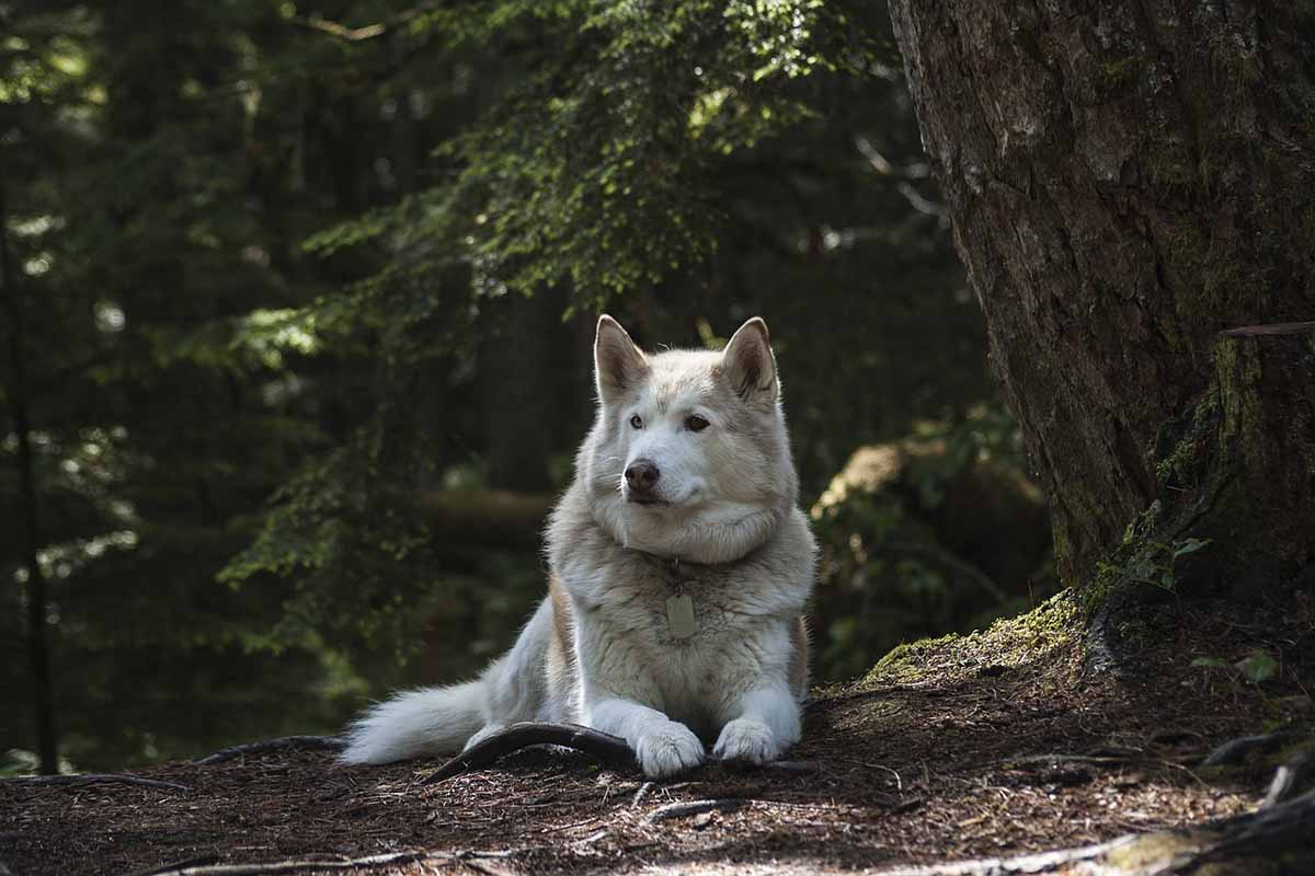 chien-loup-tchecoslovaque