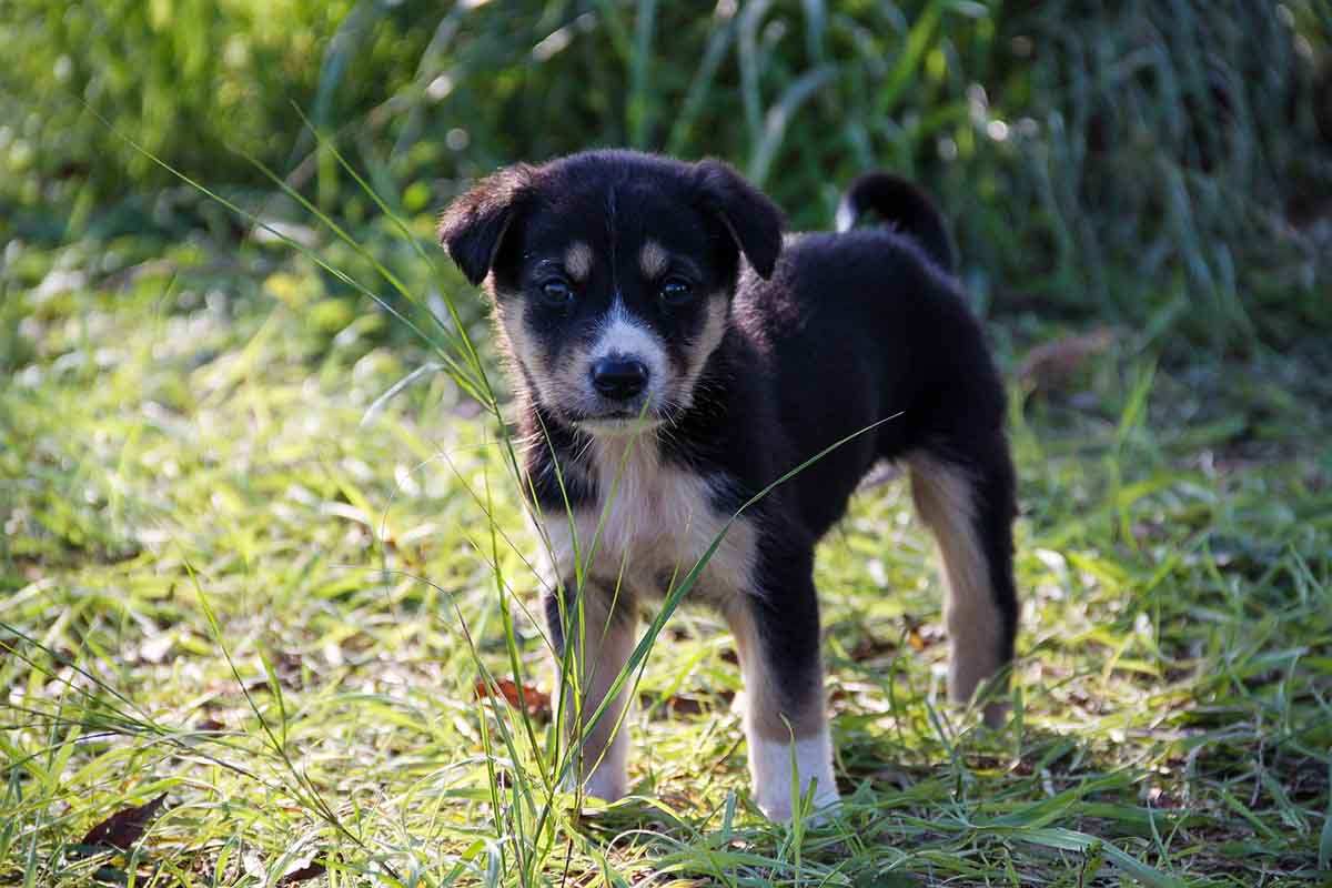 comment-choisir-chien