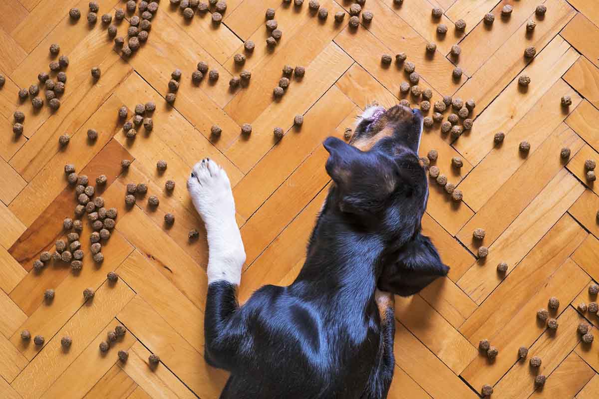 croquette-chien-sterilise