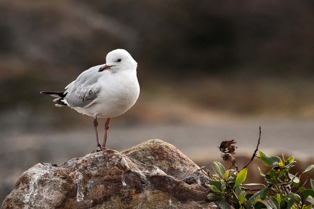 difference-mouette-goeland