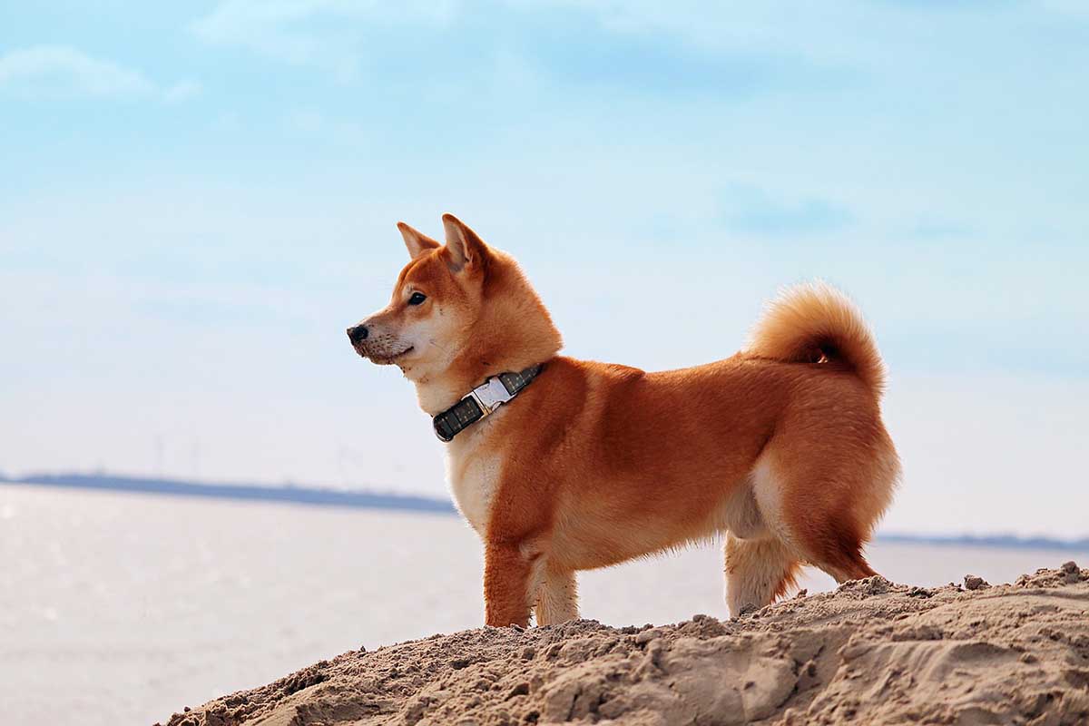 difference-shiba-inu-akita-inu