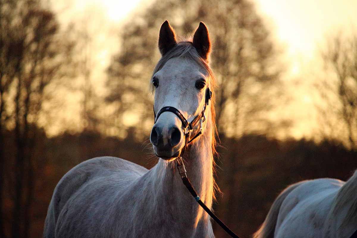 prix-abri-chevaux