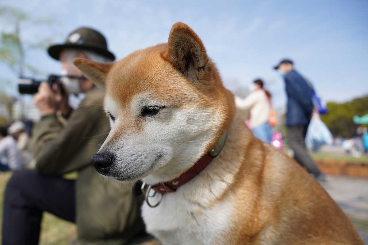 race-chien-japonais