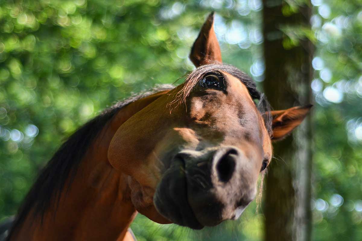 reglementation-abris-chevaux