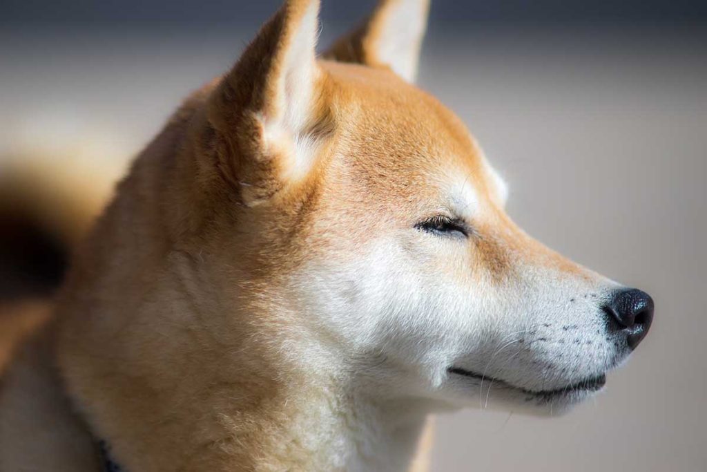 Shiba Inu