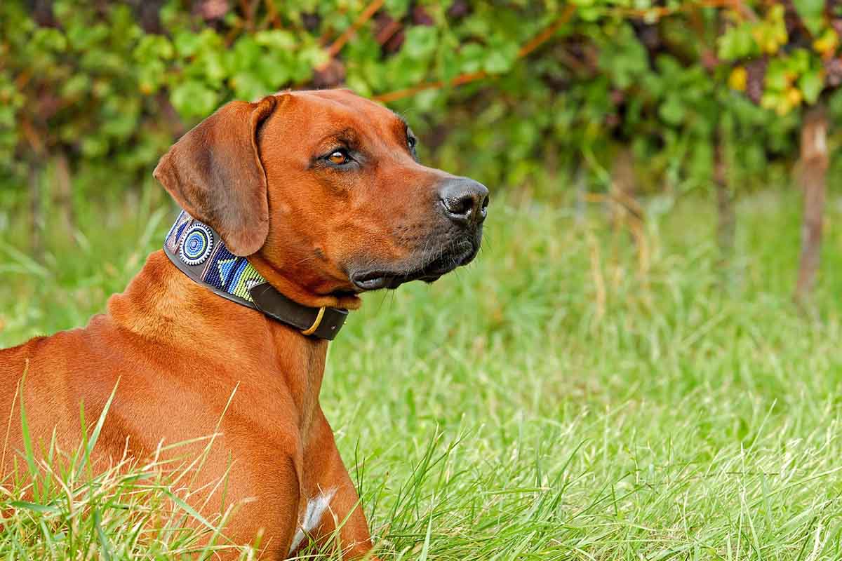 utilite-collier-gps-chien