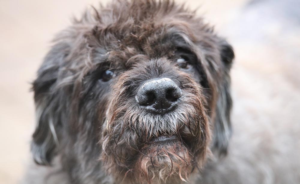 bouvier-des-flandres