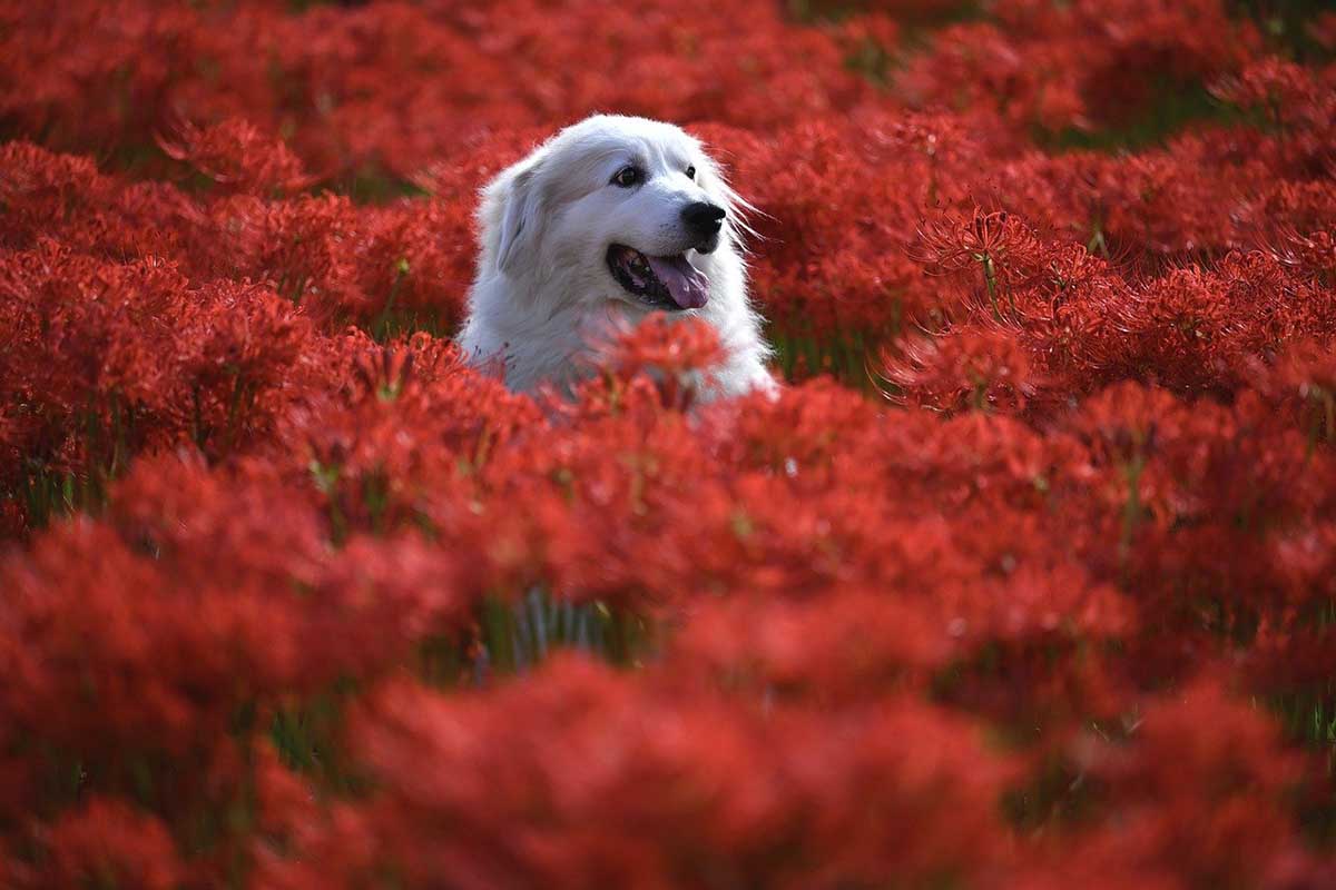 chien-bonne-sante