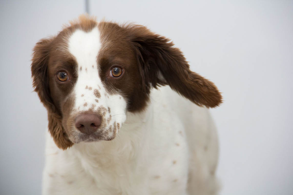 chien-grande-oreilles