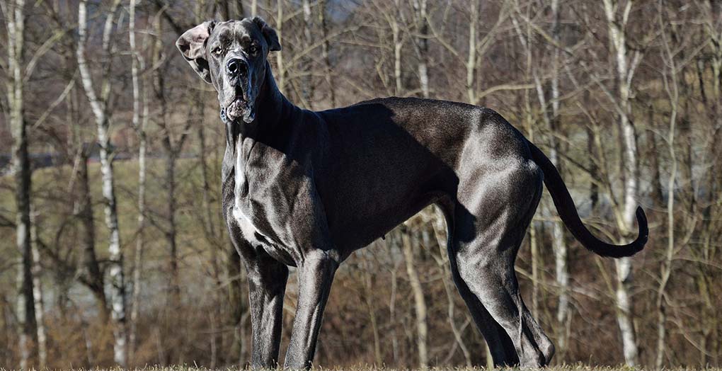 dogue-allemand