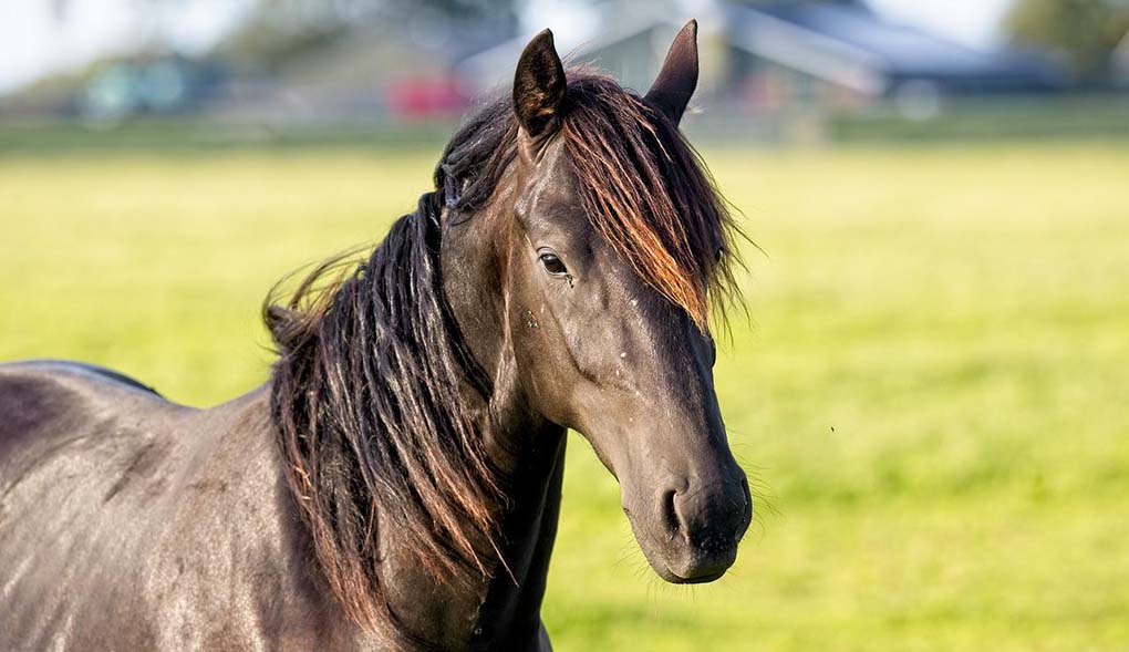 frison