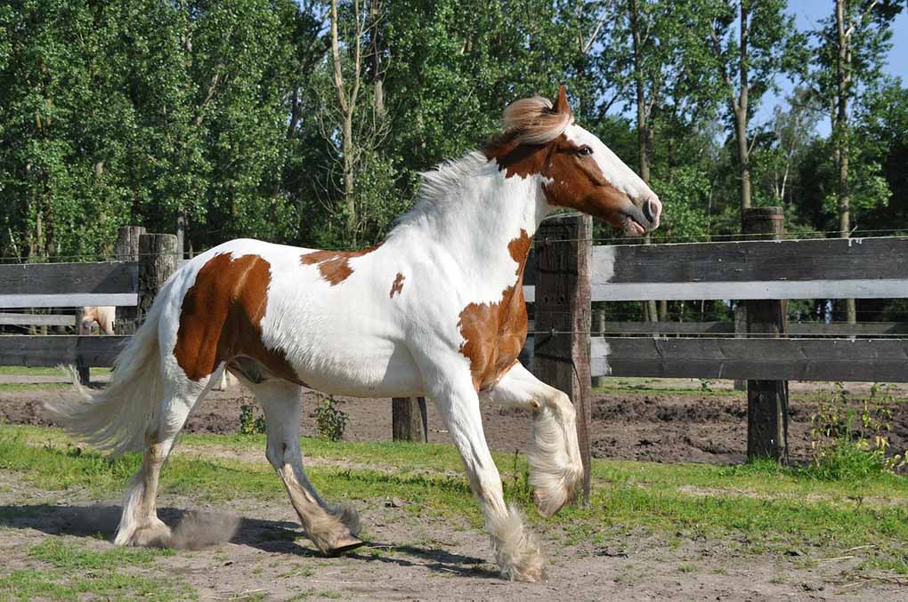 irish-cob