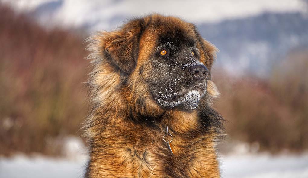 leonberg