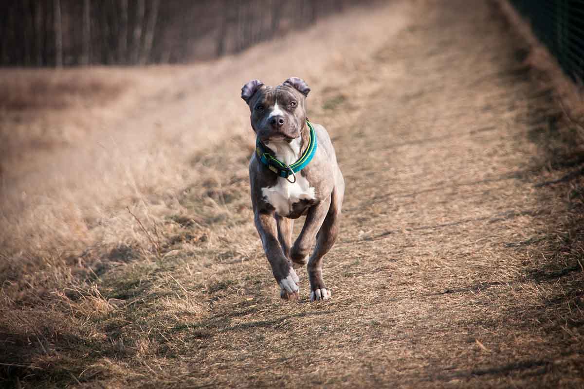 race-chien-dangereux