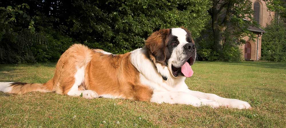 saint-bernard