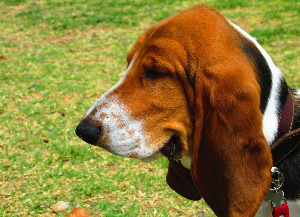 basset-hound