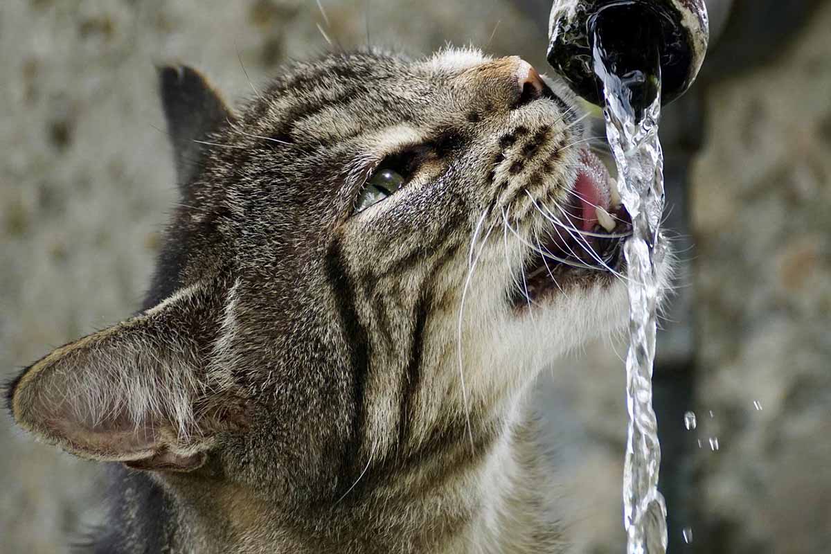 chat-boit-eau