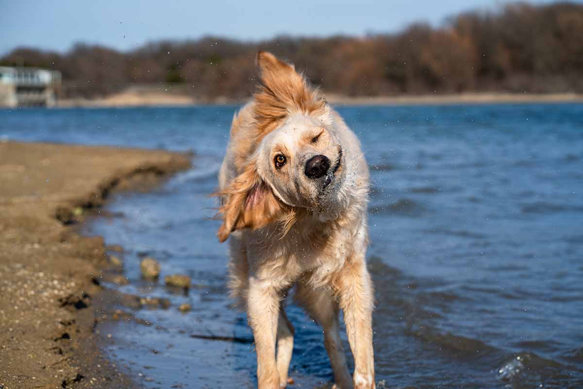 chien-gratte