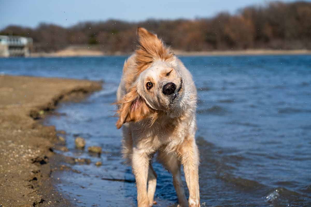 chien-gratte