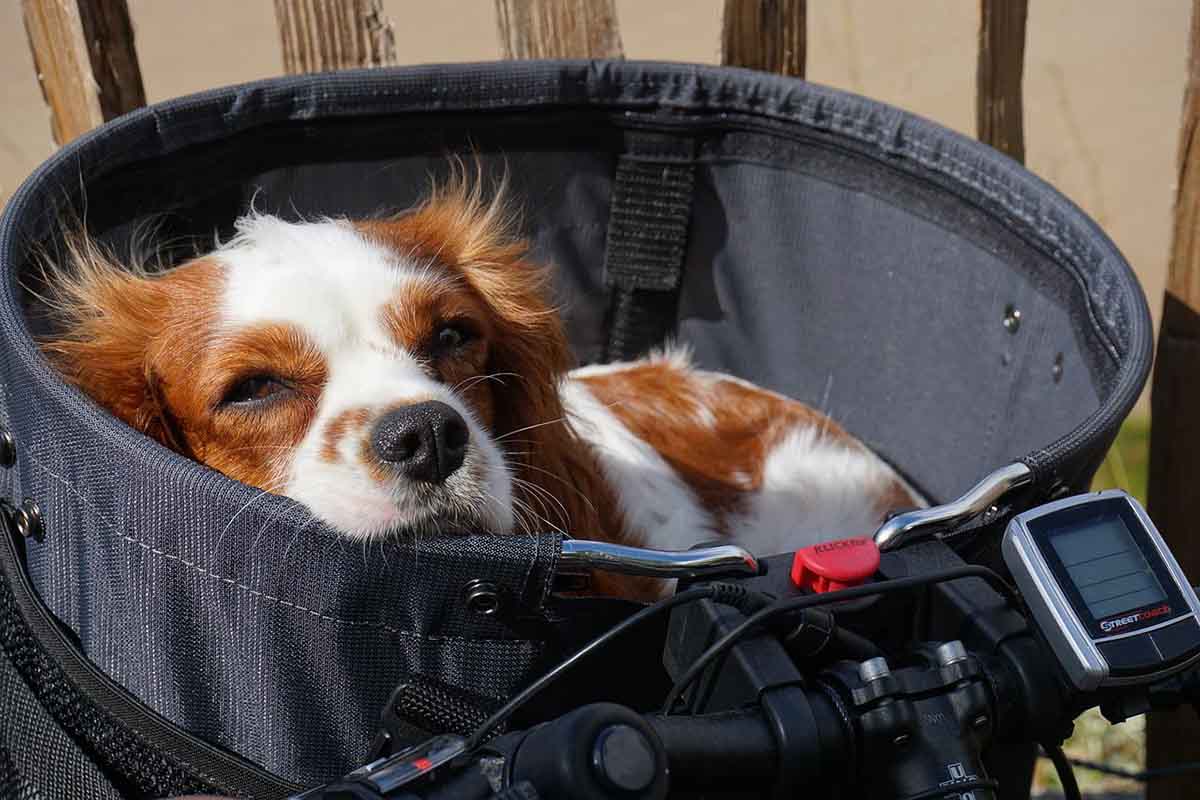 choisir-taille-panier-chien