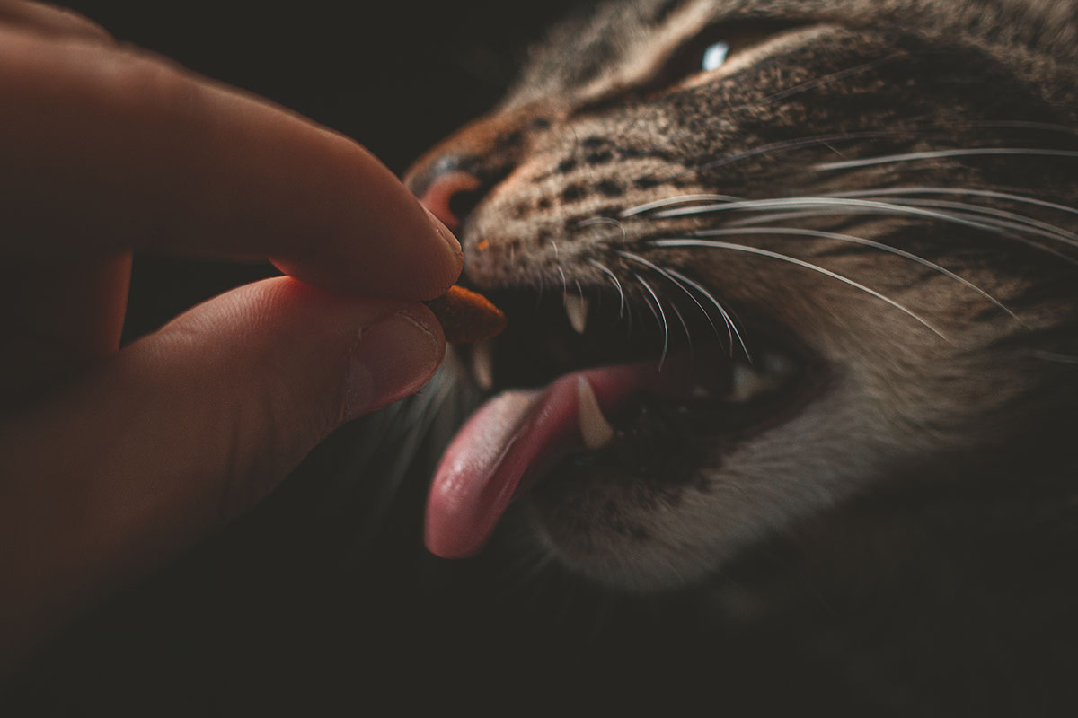 croquette-chat-sans-cereales