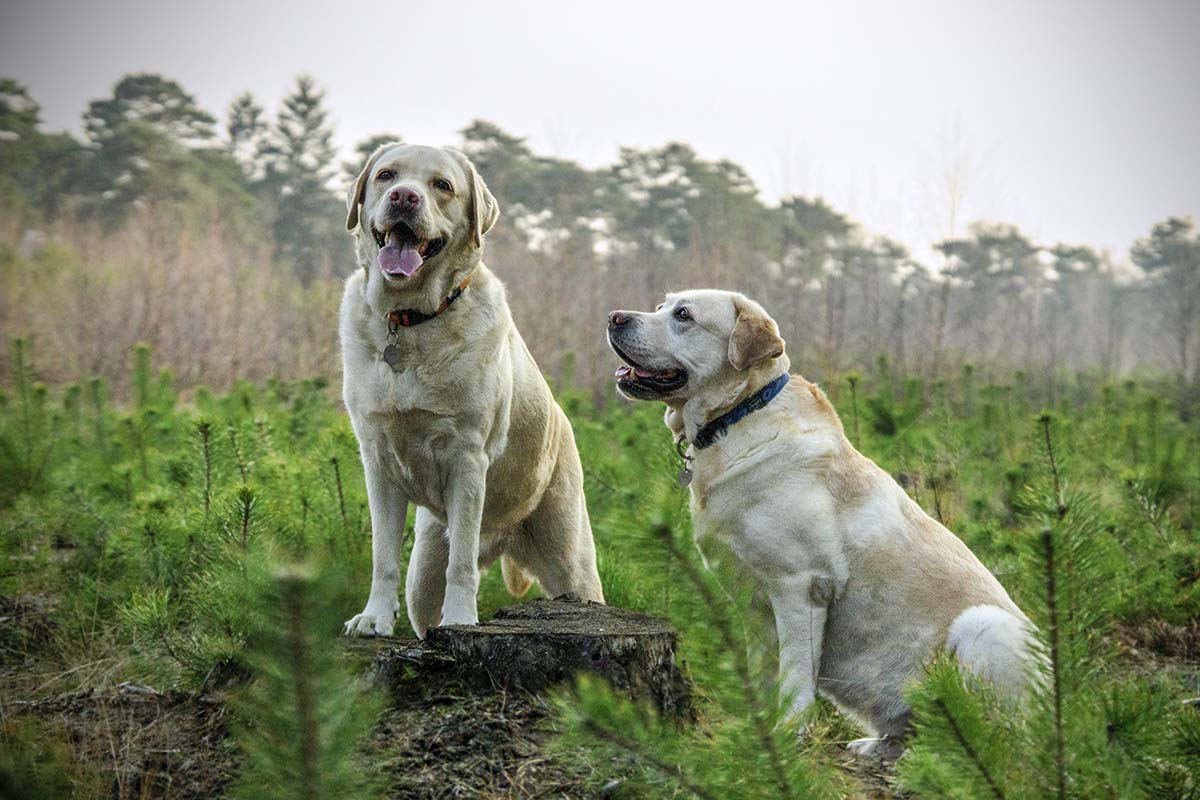 maigrir-chien