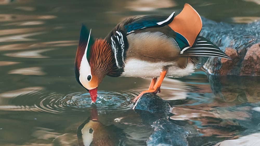 canard-mandarin