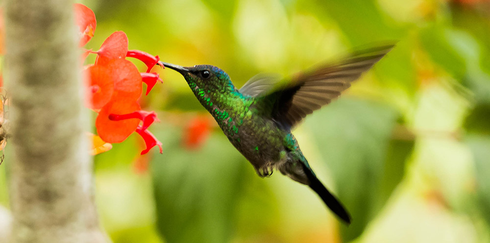 colibri