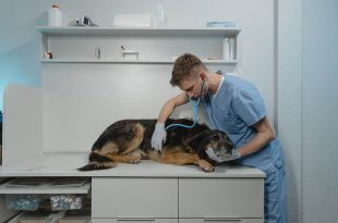 formation-assistant-veterinaire