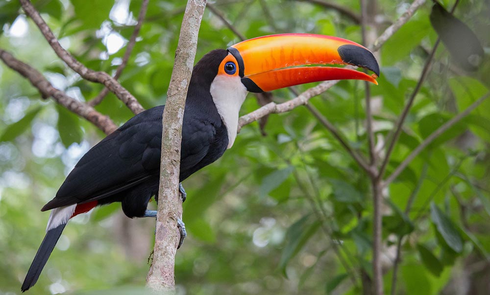 toucan-toco