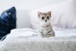 nom-chat-original-court