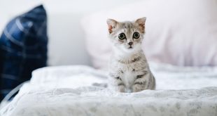 nom-chat-original-court