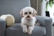 fonctionnement-assurance-animaux