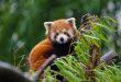 panda-roux