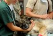 devenir-veterinaire