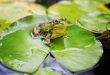 grenouille