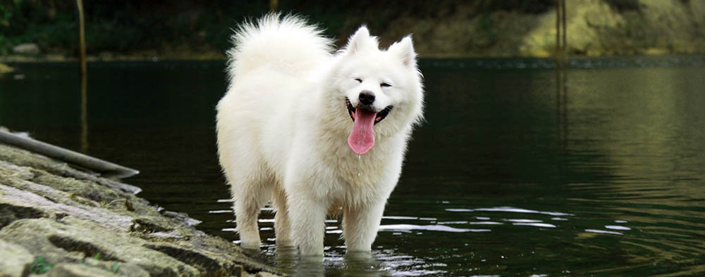 samoyede