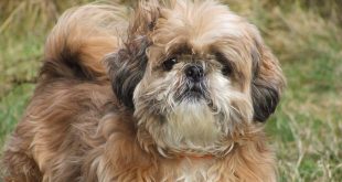 shih-tzu